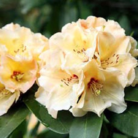 Rhododendron Horizon Monarch 40-50 cm in pot