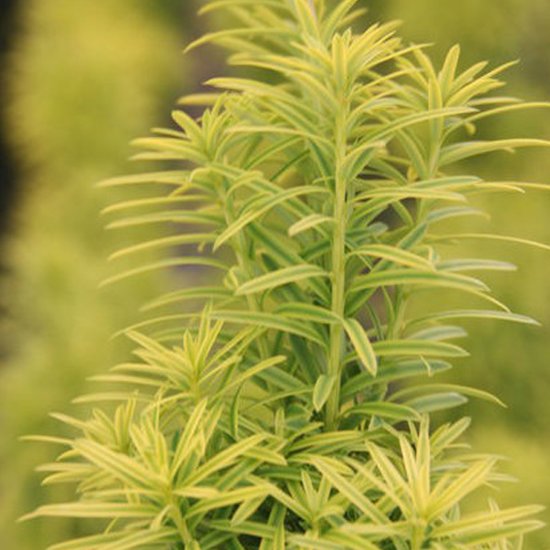 Taxus Baccata 'David' - Venijnboom 40-50 cm pot