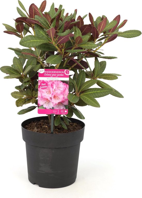 Bloem van Botanicly – Rododendron