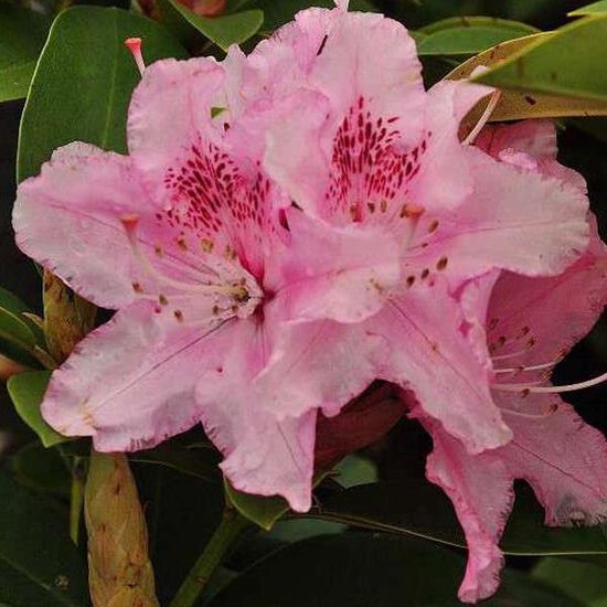 Rhododendron Albert Schweitzer 40-50 cm pot
