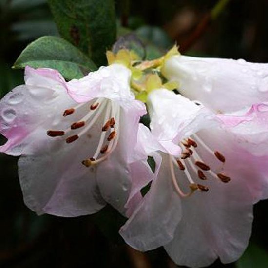 Rhododendron Cilpinense 20-30 cm pot