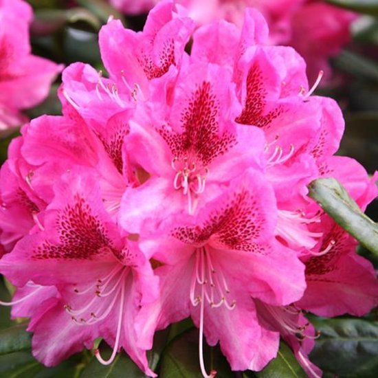 Rhododendron Cosmopolitan 60-80 cm in pot