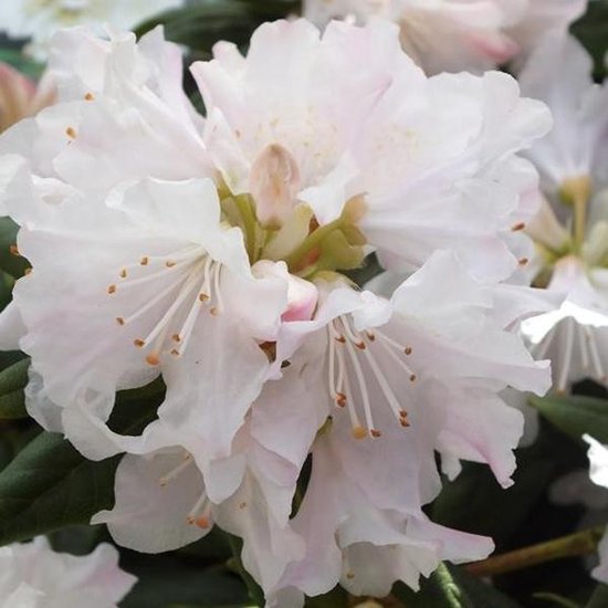 Rhododendron Dora Amateis - Rhododendron 20-30 cm pot