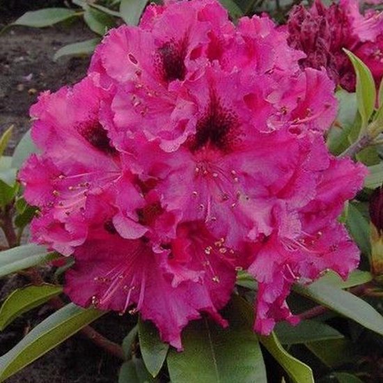 Rhododendron Marie Forte 40-50 cm pot