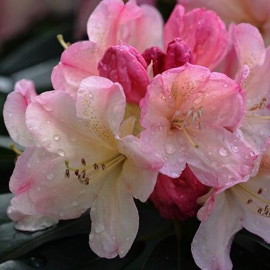 Rhododendron Percy Wiseman 40-50 cm pot