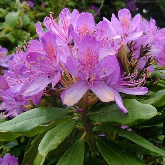Rhododendron Ponticum 40-60 cm in pot