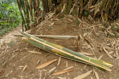 bamboe volledig laten verwijderen