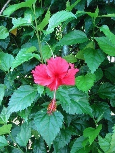hibiscus plant