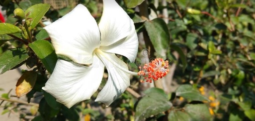 kleine tuin aanleggen kleine tuin aanleggen