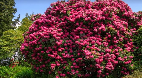 Hoe plant je een Rhododendron?
