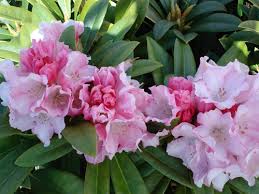 Wat is de prijs van een Rhododendron?