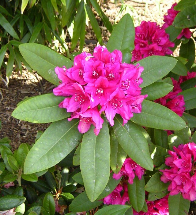 Welke soorten Rhododendron bestaan er?